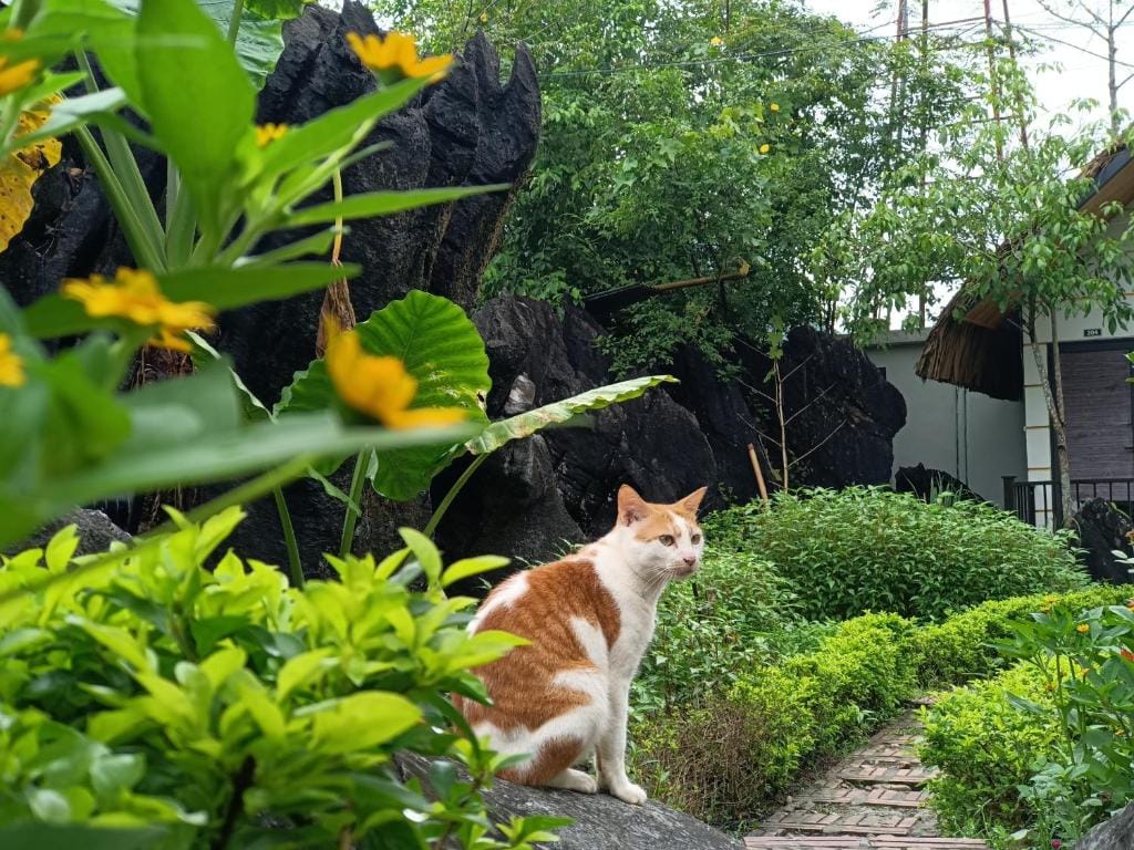 Wings Ha Giang Loop Bungalow — 4